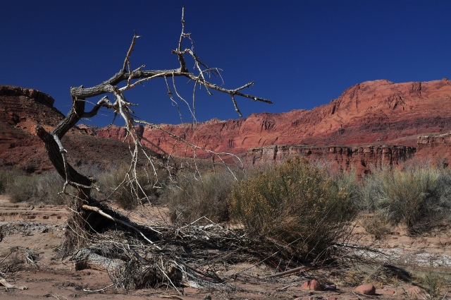 Paria Canyon Trail